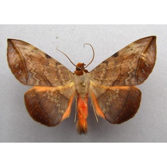 /filer/webapps/moths/media/images/C/capensis_Hypopyra_A_Baron.jpg