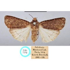 /filer/webapps/moths/media/images/F/fumicolor_Agrotis_ST_BMNH.jpg