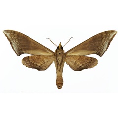 /filer/webapps/moths/media/images/R/rougeoti_Polyptychus_AF_Basquin_02.jpg
