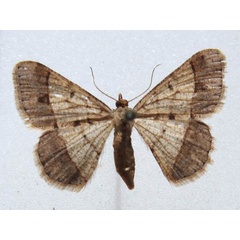 /filer/webapps/moths/media/images/P/pulinda_Isturgia_A_Goff.jpg