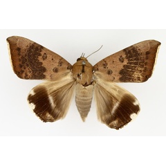 /filer/webapps/moths/media/images/V/violaceofascia_Achaea_AF_TMSA_01.jpg