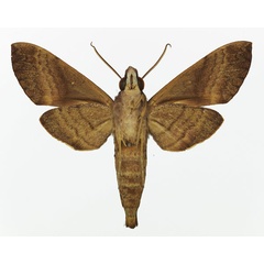 /filer/webapps/moths/media/images/D/densoi_Nephele_AM_Basquinb.jpg