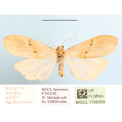 /filer/webapps/moths/media/images/P/punctilineata_Aroterosia_A_MGCLa_02.JPG