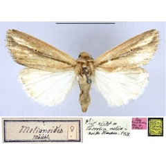 /filer/webapps/moths/media/images/M/melianoides_Leucania_HT_ZMHB.jpg