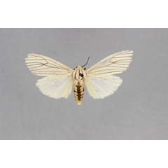 /filer/webapps/moths/media/images/F/fuscovenata_Paralacydes_AF_BMNH.jpg