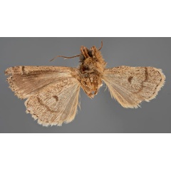 /filer/webapps/moths/media/images/N/norma_Dianthoecia_HT_MfNb.jpg
