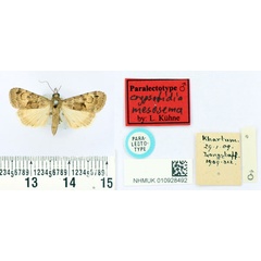 /filer/webapps/moths/media/images/M/mesosema_Crypsotidia_PLT_BMNH.jpg