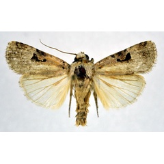 /filer/webapps/moths/media/images/A/abyssinia_Ariathisa_AM_NHMO.jpg