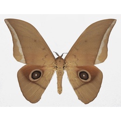/filer/webapps/moths/media/images/G/goodii_Lobobunaea_AM_Basquina.jpg