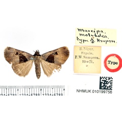 /filer/webapps/moths/media/images/M/molybdea_Marcipa_HT_BMNH.jpg