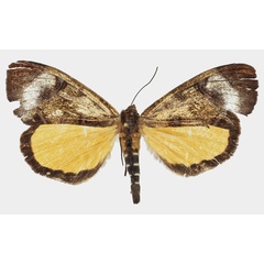 /filer/webapps/moths/media/images/T/triphaenoides_Metagarista_AF_Basquina.jpg