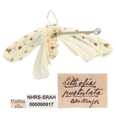 /filer/webapps/moths/media/images/P/pustulata_Lithosia_HT_SNHM.jpg