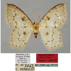/filer/webapps/moths/media/images/M/magna_Lathochlora_HT_ZSM_01.jpg