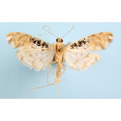 /filer/webapps/moths/media/images/R/rhodoneurialis_Furcivena_AM_CMNH_02b.jpg