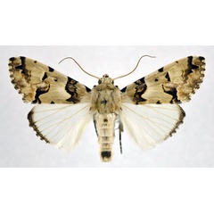 /filer/webapps/moths/media/images/E/eudela_Halochroa_A_NHMO.jpg
