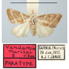 /filer/webapps/moths/media/images/M/mariepi_Vandamia_PTF_TMSA.jpg