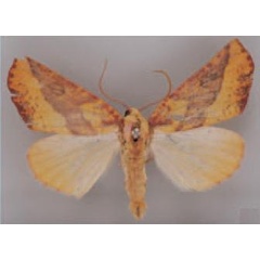 /filer/webapps/moths/media/images/P/philocydes_Terpnostola_HT_BMNH.jpg