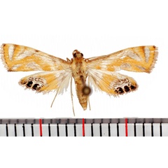 /filer/webapps/moths/media/images/C/capensis_Eoophyla_AF_Poltavsky.jpg