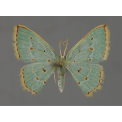 /filer/webapps/moths/media/images/R/rufostellata_Comostolopsis_A_ZSM_01.jpg