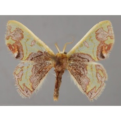 /filer/webapps/moths/media/images/E/epicydra_Archichlora_A_ZSM_01.jpg