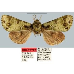 /filer/webapps/moths/media/images/M/marginata_Nyodes_HT_MNHN.jpg