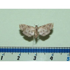 /filer/webapps/moths/media/images/A/africalis_Elophila_A_Goffb_01.jpg
