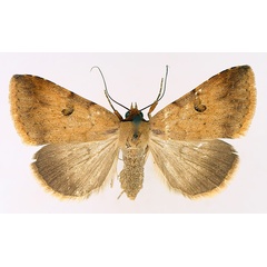 /filer/webapps/moths/media/images/P/poderis_Plecoptera_AF_TMSA_01.jpg
