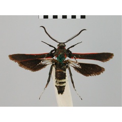 /filer/webapps/moths/media/images/S/sanguicosta_Homogyna_ST_BMNH.jpg