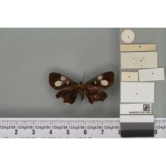 /filer/webapps/moths/media/images/A/alluaudi_Rothia_HT_BMNHb.jpg