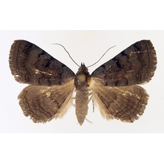 /filer/webapps/moths/media/images/M/melanoscia_Plecoptera_AF_TMSA_02.jpg