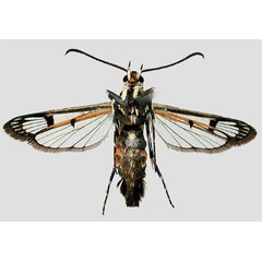 /filer/webapps/moths/media/images/R/rufescens_Malgassesia_AF_MNHN_02.jpg