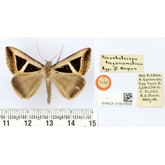 /filer/webapps/moths/media/images/T/trigonometrica_Parachalciope_HT_BMNH.jpg