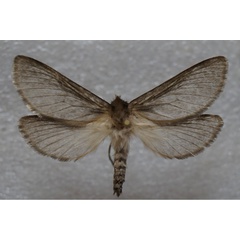 /filer/webapps/moths/media/images/E/eriogastra_Eudalaca_AM_Stroehle.jpg