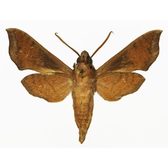 /filer/webapps/moths/media/images/S/subapicalis_Temnora_AM_Basquin_01b.jpg