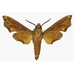 /filer/webapps/moths/media/images/N/ntombi_Temnora_AM_Basquinb.jpg