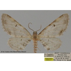 /filer/webapps/moths/media/images/C/candicans_Eupithecia_PTM_BMNH.jpg
