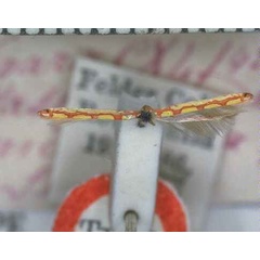 /filer/webapps/moths/media/images/M/miniella_Macarostola_HT_BMNH.jpg