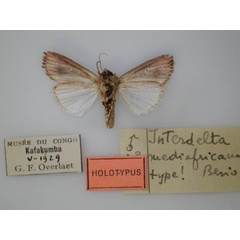 /filer/webapps/moths/media/images/M/mediafricana_Interdelta_HT_RMCA_02.jpg