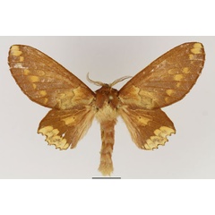 /filer/webapps/moths/media/images/F/flavipicta_Morongea_AF_Basquin.jpg