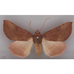 /filer/webapps/moths/media/images/R/reprobata_Illa_HT_BMNH.jpg