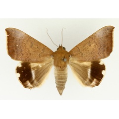 /filer/webapps/moths/media/images/V/violaceofascia_Achaea_AF_TMSA_02.jpg