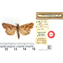 /filer/webapps/moths/media/images/W/wahlbergi_Plusia_HT_BMNH.jpg