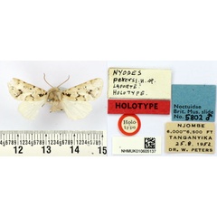/filer/webapps/moths/media/images/P/petersi_Nyodes_HT_BMNH.jpg