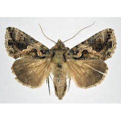 /filer/webapps/moths/media/images/C/carcassoni_Plusiotricha_A_NHMO.jpg
