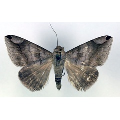 /filer/webapps/moths/media/images/P/proxima_Bastilla_AM_RMCA.jpg