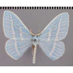 /filer/webapps/moths/media/images/G/gelbrechti_Trimetopia_HT_ZSM.jpg