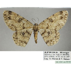 /filer/webapps/moths/media/images/B/bipandata_Zeuctoboarmia_AF_ZSM.jpg