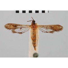 /filer/webapps/moths/media/images/O/ochracea_Chamanthedon_AF_BMNH_01.jpg