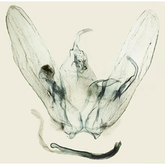 /filer/webapps/moths/media/images/B/bassi_Picardia_GMHT_BMNH.jpg