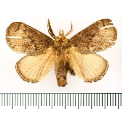 /filer/webapps/moths/media/images/C/cinerea_Tryphax_AM_BMNH_04.jpg